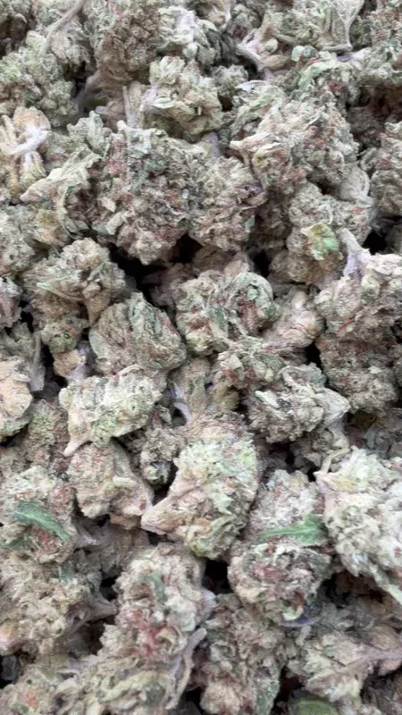 Blueberry Zkittlez Minis – Bulk Minis – Indica